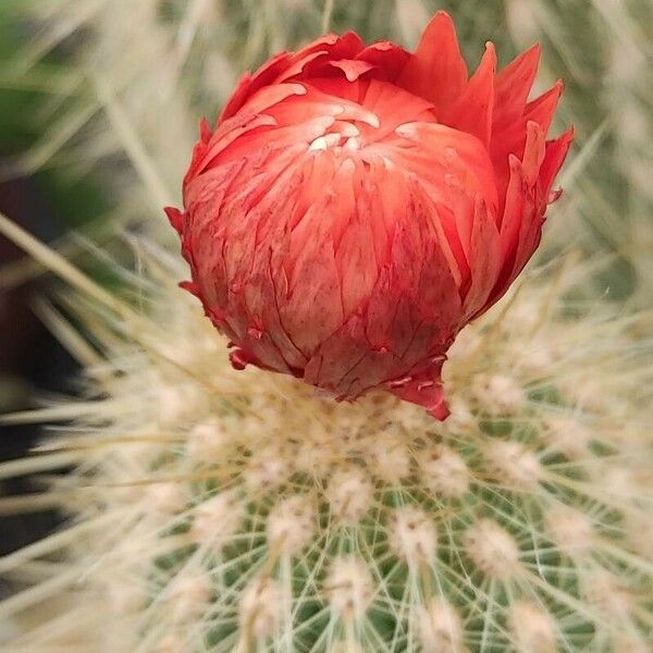 Vatricania guentheri Flower