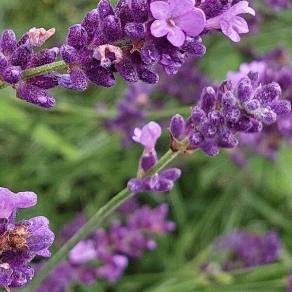 Lavandula angustifolia Flors