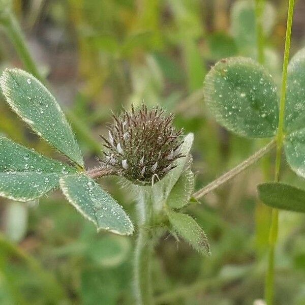 Trifolium cherleri Virág