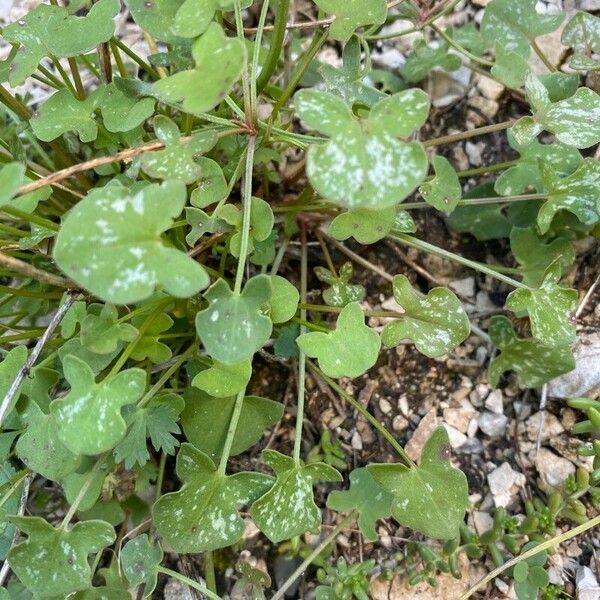 Rumex scutatus Yaprak