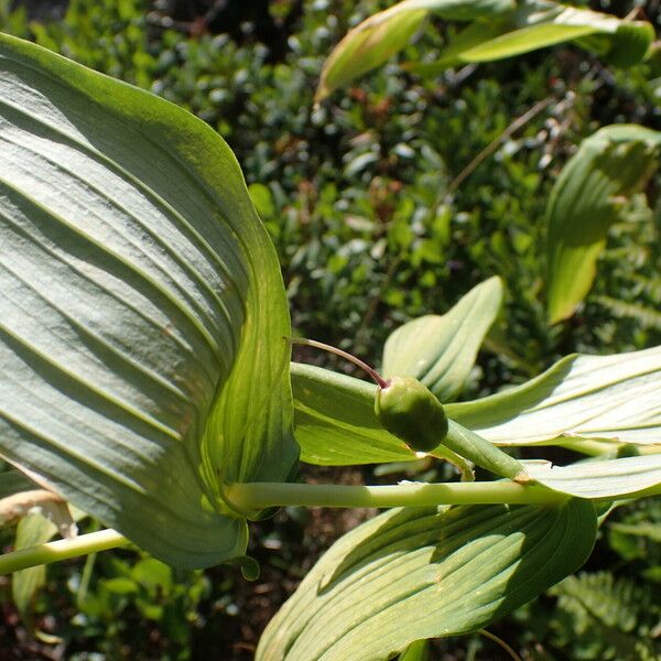 Streptopus amplexifolius Blatt