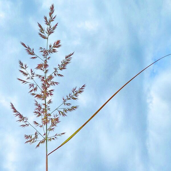 Poa trivialis Flower