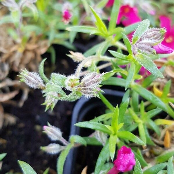 Phlox subulata Other