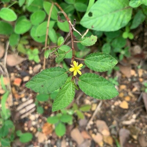 Corchorus aestuans Flors