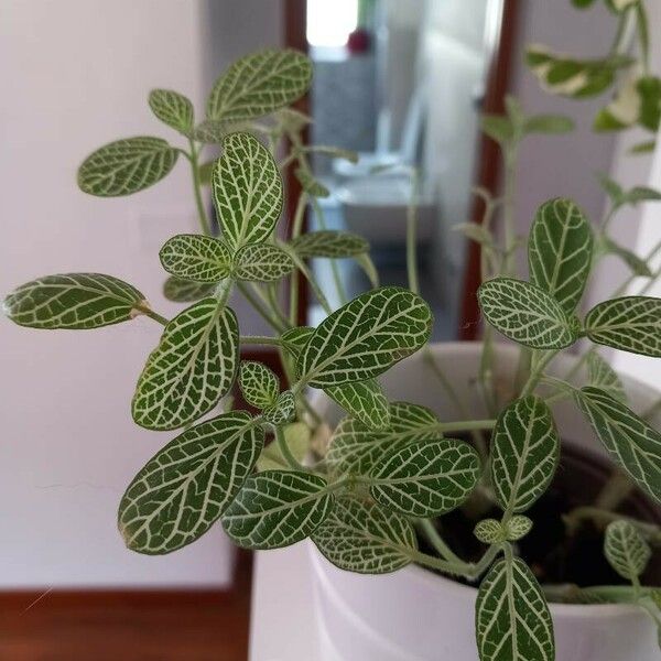 Fittonia albivenis Leaf