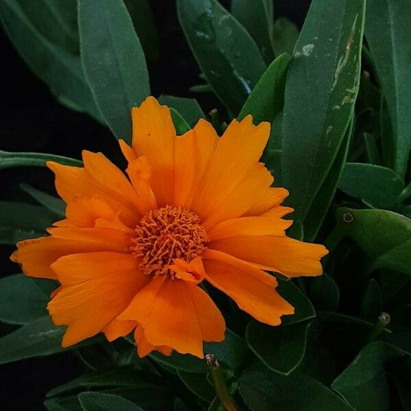 Coreopsis grandiflora Flower