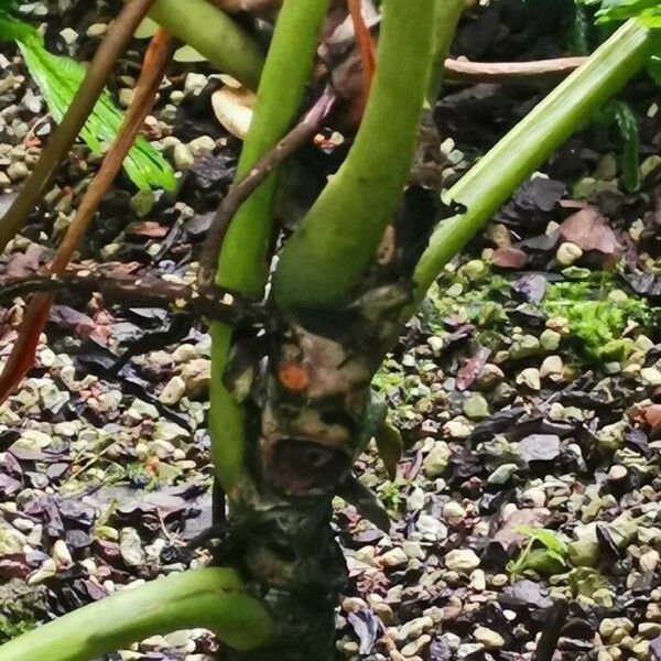 Philodendron callosum പുറംതൊലി