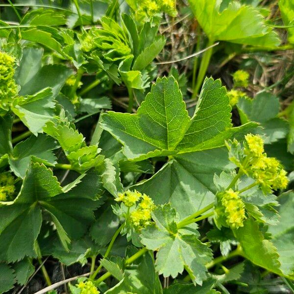 Alchemilla monticola Leaf