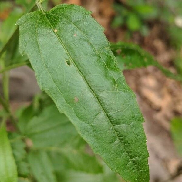 Chenopodium album Blad