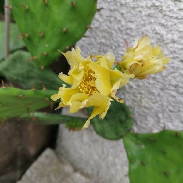 Opuntia humifusa 花