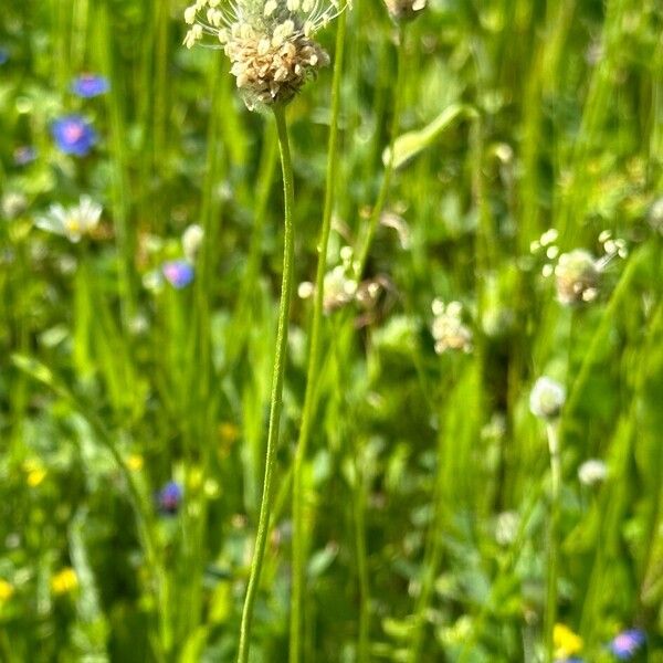 Plantago lagopus Агульны выгляд