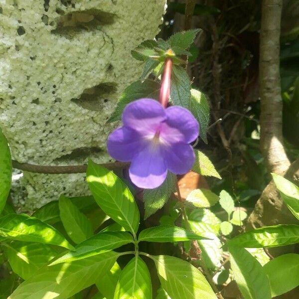 Achimenes longiflora Flower