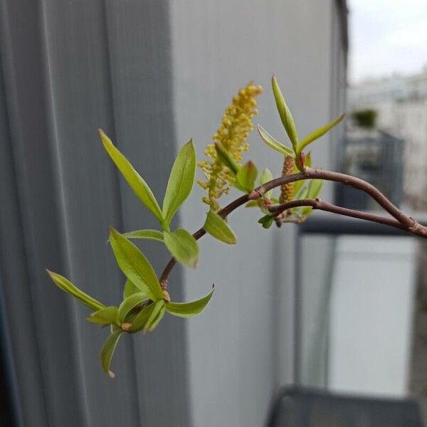 Salix triandra Žiedas