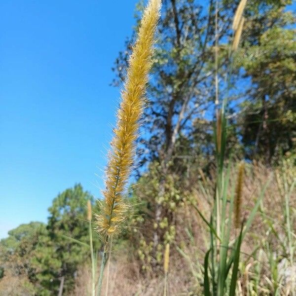 Cenchrus purpureus 花