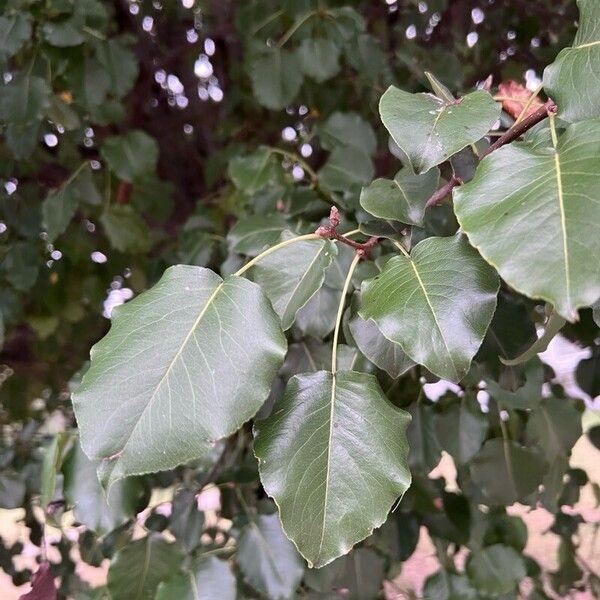 Pyrus calleryana Folio