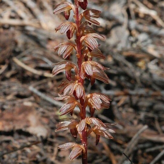 Corallorhiza striata Žiedas