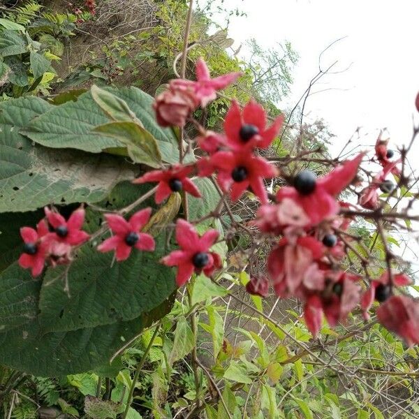 Clerodendrum infortunatum Квітка