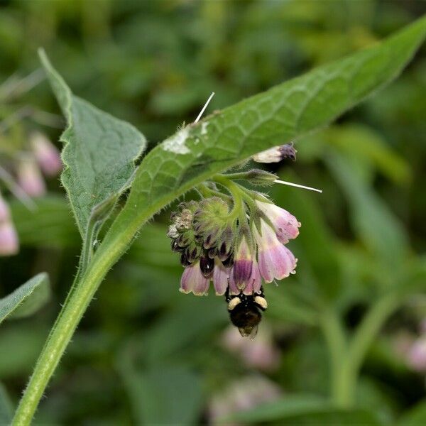 Symphytum officinale Flor