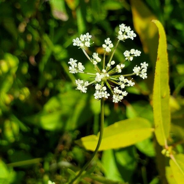 Cicuta maculata 花