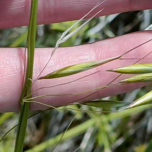 Avena fatua Flower