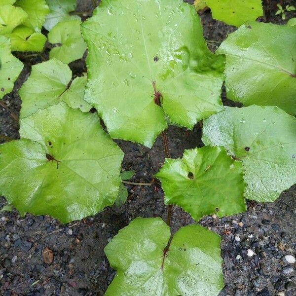 Tussilago farfara Frunză