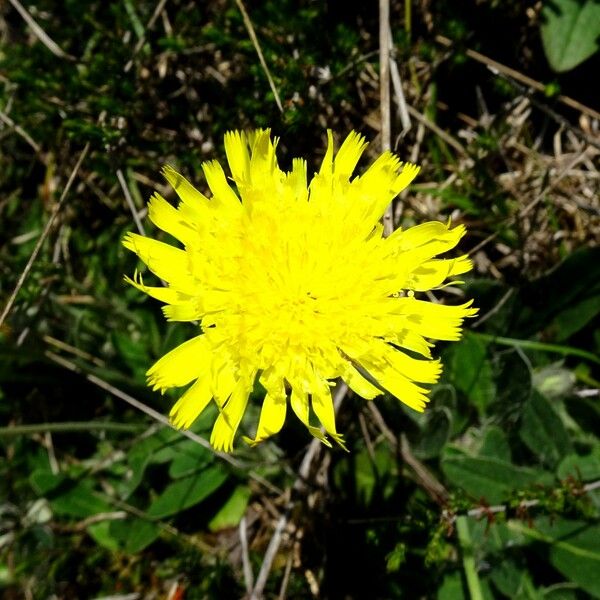 Pilosella officinarum Floare