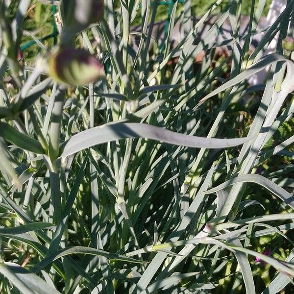 Dianthus plumarius Leaf