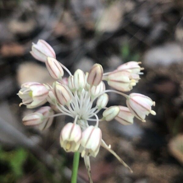 Allium paniculatum Lorea