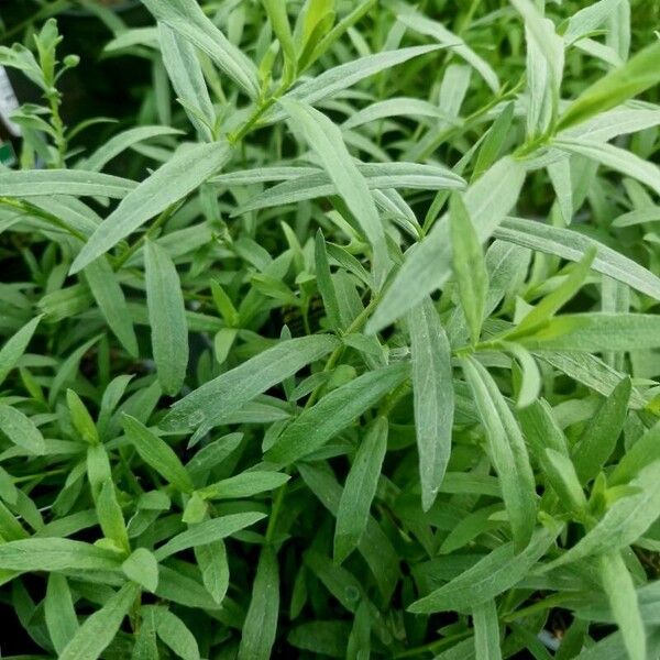 Artemisia dracunculus Leaf