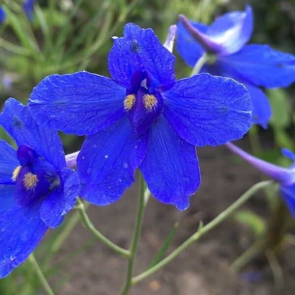 Delphinium grandiflorum Blüte