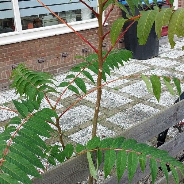 Ailanthus altissima Характер