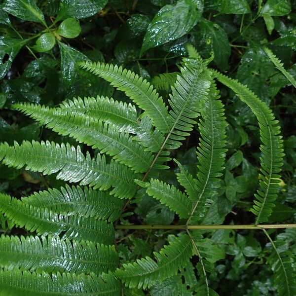 Pteris catoptera Folla