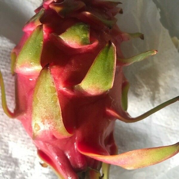 Hylocereus undatus Fruit