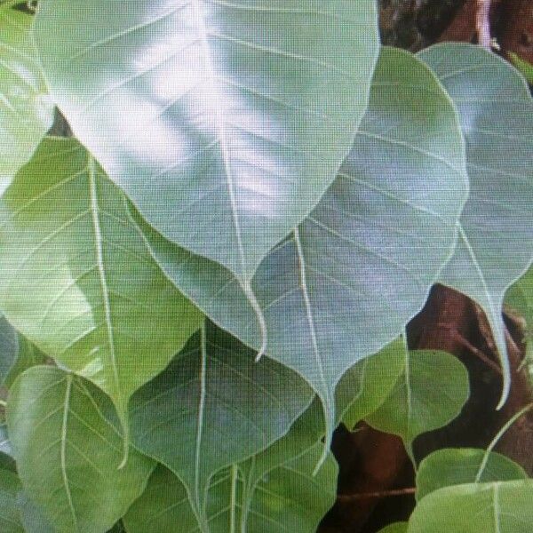 Ficus religiosa Leaf