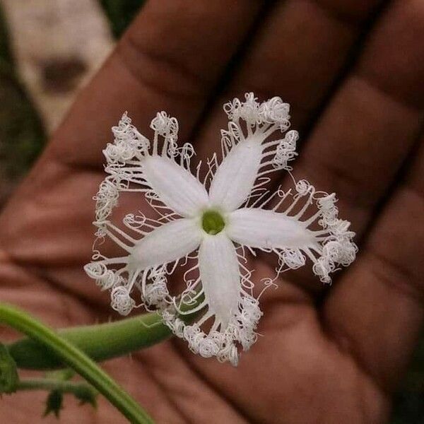 Trichosanthes cucumerina ᱵᱟᱦᱟ