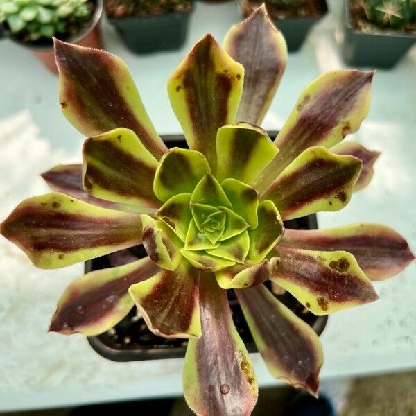 Aeonium decorum Leht