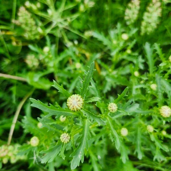 Leucanthemum ircutianum Květ