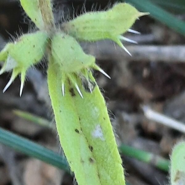 Sideritis romana Ліст