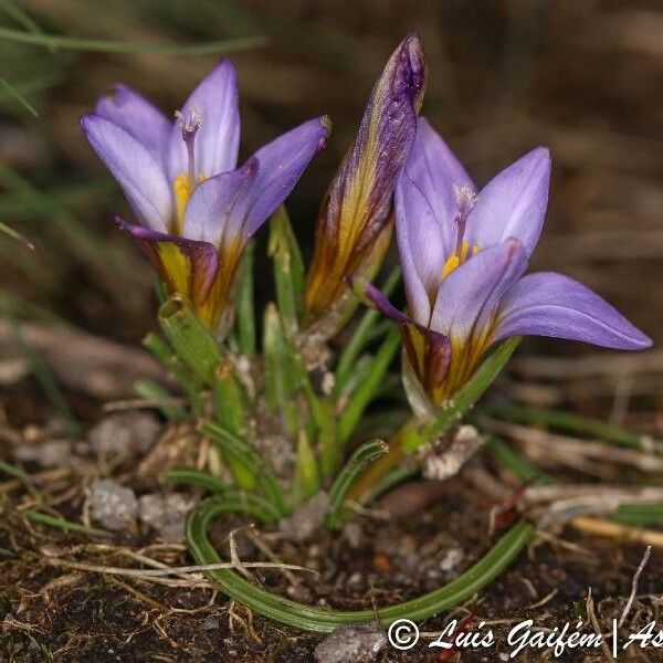 Romulea bulbocodium (Crocus-leaved romulea)