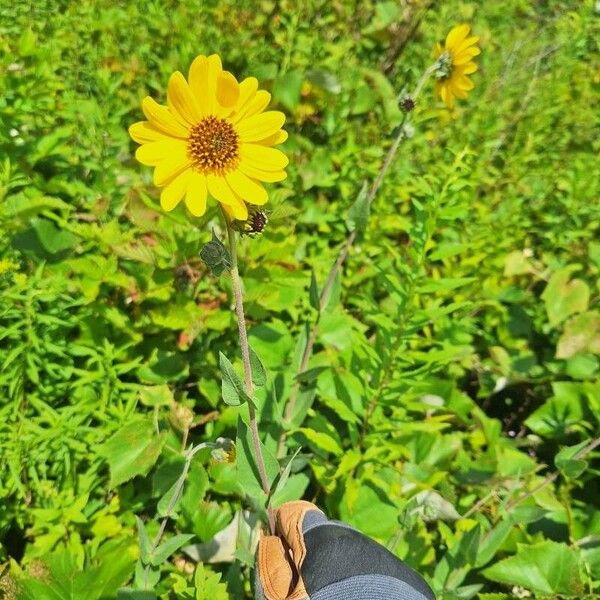 Helianthus mollis Fuelha