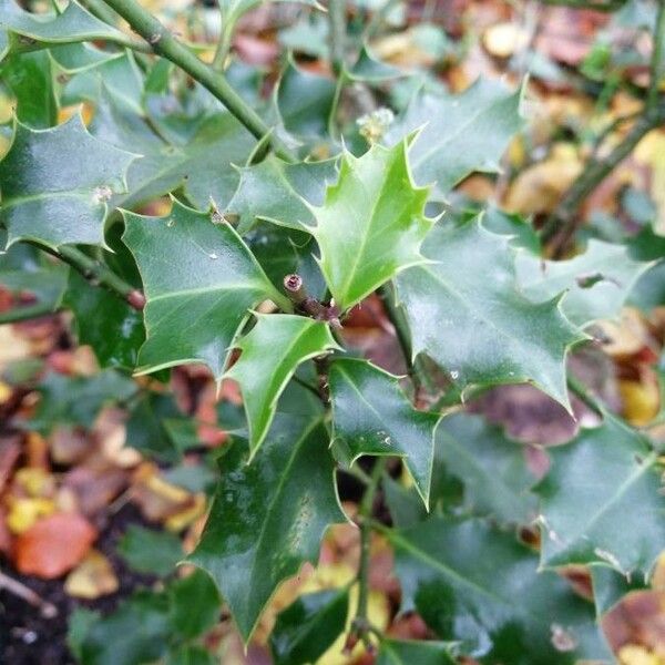 Ilex aquifolium ഇല