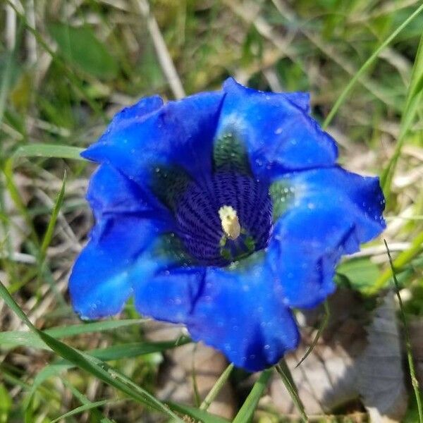 Gentiana angustifolia 花