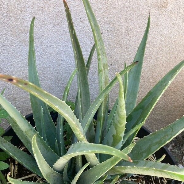 Aloe vera Levél