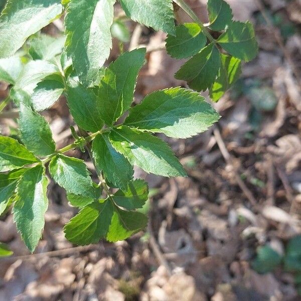 Sambucus canadensis ഇല