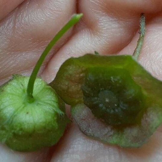 Malva verticillata Fruit