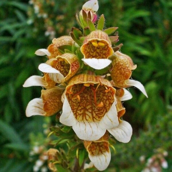 Digitalis lanata Λουλούδι