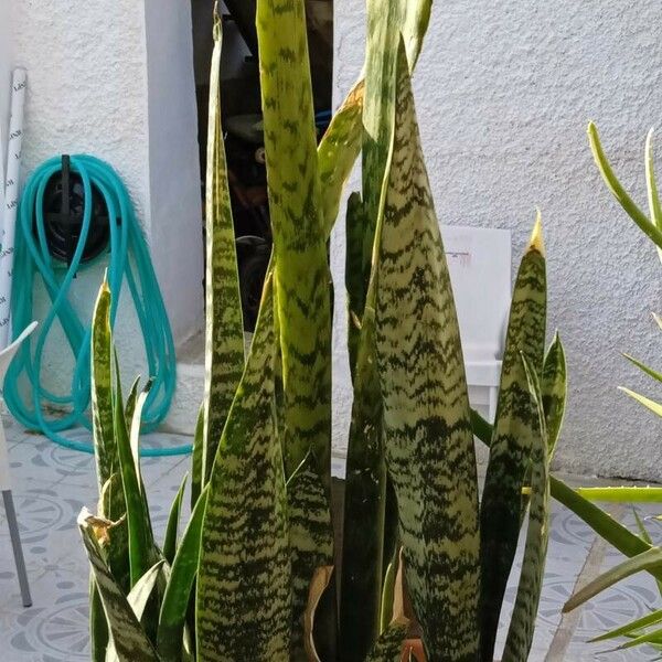 Sansevieria trifasciata برگ