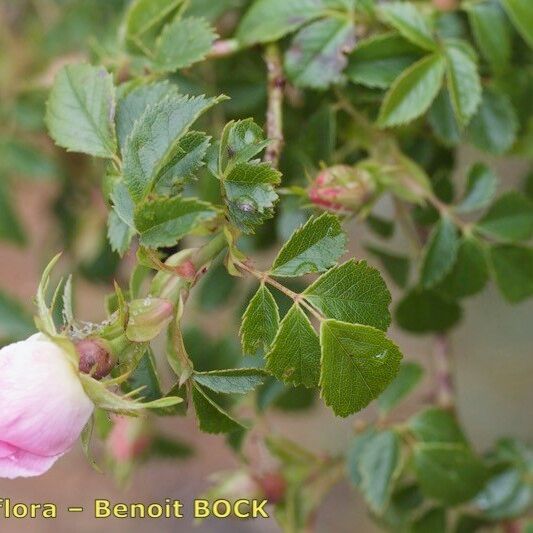 Rosa squarrosa Beste bat