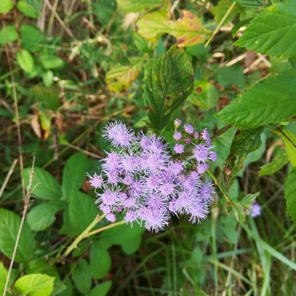 Conoclinium coelestinum Blomst