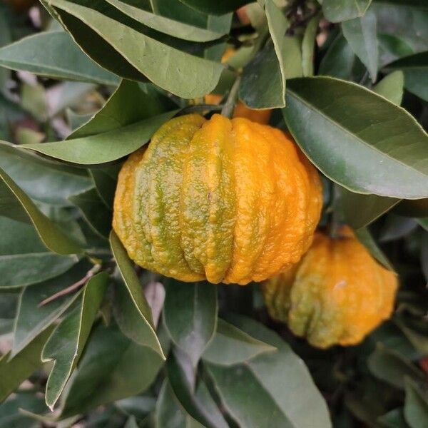 Citrus medica Gyümölcs